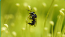 ทดสอบ Video